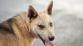 Resilient Stray Dog Found Alive With Bullet Intact in Cheek