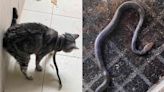 Woman Saves Cat with Salad Tongs After Pet Gets Venomous Snake 'Tightly Coiled' Around its Neck