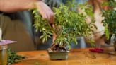 Combine beer and bonsai with Bonsai Bar, designing tiny trees at local bars