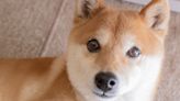Shiba Inu's New Project: Can You Teach an Old Dog New Tricks?