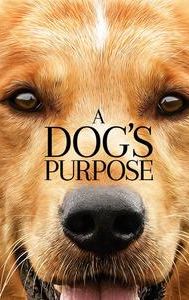 A Dog's Purpose (film)