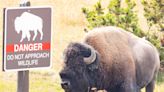 Idaho Man Injured and Arrested After Allegedly Kicking a Bison While Drunk in Yellowstone