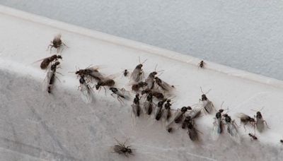 'Flying ants day 2024' declared as swarms invade - but why are there so many?
