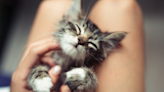 Moment Rescue Kitten Purrs for the First Time After Feeling Safe Is Everything