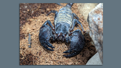 Unusual scorpion, lizards in Des Moines' new zoo exhibit