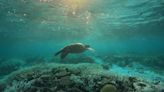 ‘Like wildfires underwater’: Worst summer on record for Great Barrier Reef as coral die-off sweeps planet