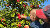 Apple Holler opens for apple picking earlier than ever due to 'tropical' weather