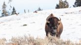 After More Than a Century of Conservation Efforts, Why Can’t We Recover America’s Buffalo?