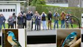Hundreds of emotional bird lovers flocked to NY home to see rare lazuli bunting: ‘Birdwatcher’s bucket list’