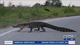 WATCH: Why did the alligator cross the road? To get bayou!