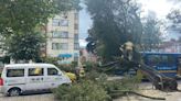 Gigantesco árbol cayó frente a centro comercial en el norte de Bogotá: tumbó un poste, cables de energía y afectó varios carros