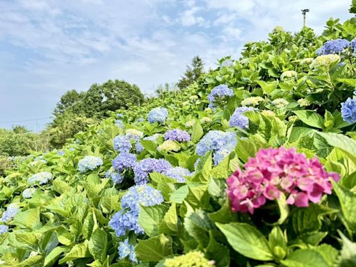 全台最大繡球花田開放了！５月中迎最美花期、全新泡泡風主題添夢幻 - 玩咖Playing - 自由電子報