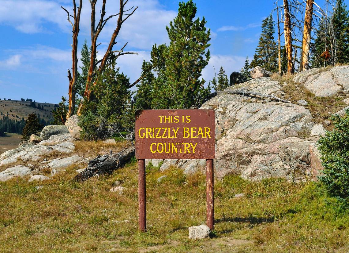 Hunter ignores fresh grizzly track and faces angry mother bear, Montana officials say