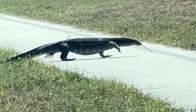 VIDEO: Massive lizard spotted on sidewalk near Sarasota County