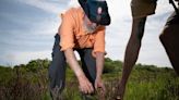 Mangroves, expanding with the warming climate, are re-shaping the Texas coast