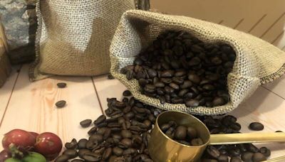 茶改場研發用AI挑選分類咖啡豆 生產效率提高2倍