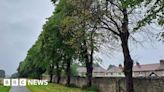 Worksop: Cemetery trees begin to die after vandal attack