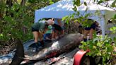 A rarely seen whale has died in the Florida Keys, and biologists are investigating