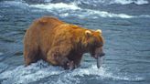 Fat Bear Week: What to know about Alaska’s giant grizzly contest