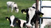 Bird Flu Keeps Spreading in U.S. Cows. 5 Big Questions, Answered.