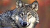 ‘Endangered’ status to remain in effect for WA wolves