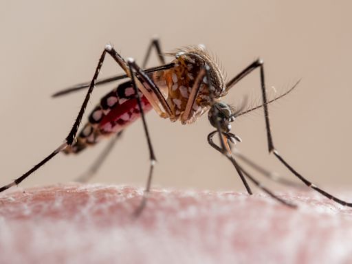 "Take precautions now" – Coloradans warned as West Nile Virus makes an early appearance in 2024