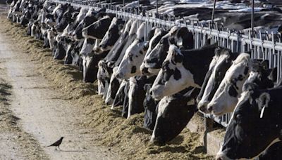 Clues from bird flu’s ground zero on dairy farms in the Texas panhandle