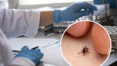 Lyme disease and its main symptoms