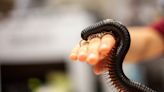 A Giant Millipede Went Missing 126 Years Ago. Explorers Just Found It in the Wild.