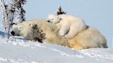 Video shows polar bear cub trying to get comfortable on momma bear