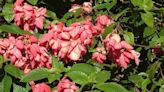 CHARLES REYNOLDS: Mussaenda shrubs need sheltered sites