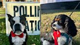 Dogs rock bows and rosettes at polling stations on election day