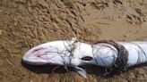 Illegal fishing fears as a dozen conger eels found dead on beach