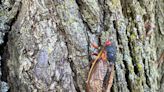 Kansas City has dodged “Cicada-geddon”