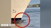 Video shows dead whale across cruise ship's bow in NYC
