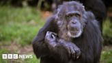 Chester Zoo announces death of 58-year-old chimp