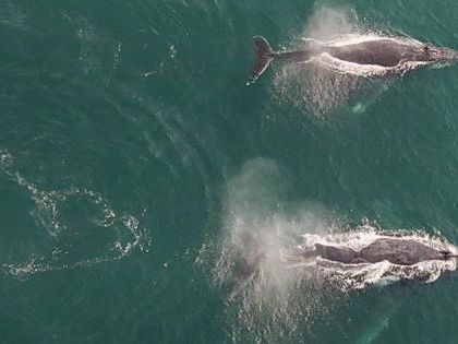Hallan al menos 77 ballenas varadas en una playa de las islas Orcadas (Escocia)