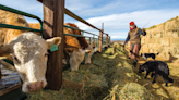 Brookings facility using natural gas from cattle manure is first of several planned by utility