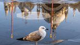 AP PHOTOS: Glass barriers keep Venice's iconic basilica dry