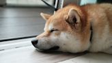 Dogecoin Bulls See $60M Liquidations in Biggest Hit Since 2021