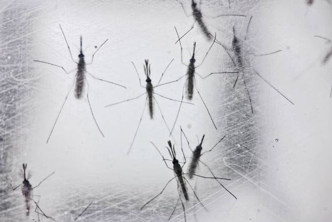 Hopkins breeds millions of mosquitoes — to stop them from killing you