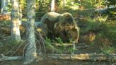 Grizzly confirmed west of I-15 in Idaho Game Management Unit 59, which borders Montana