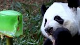 美國最後4隻大熊貓今秋將自阿特蘭大動物園送返中國