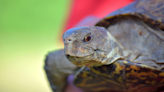 South Dakota family reunites Texas siblings with runaway turtle with only 3 feet