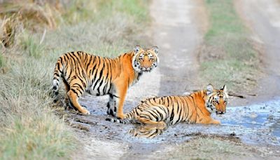 47 tigers, 3 lions and a panther die from bird flu in Vietnamese zoos