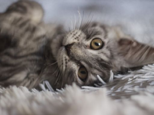 Mom Gets Rescued Street Cat His Own Fancy Purebred Maine Coon Kitty