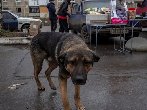 Turquía analiza el sacrificio de 4 millones de perros callejeros en caso de no encontrarles dueño