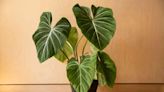 How to Grow and Care for Philodendron Gloriosum