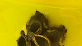 Buffalo Township police, firefighters and a construction crew rescue 3 ducklings from storm drain