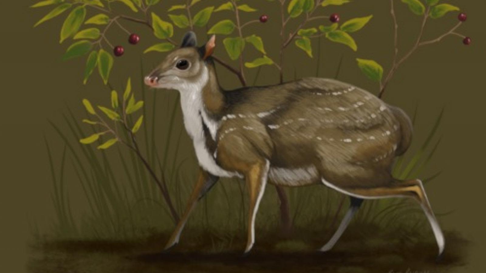 New genus of tiny, hornless deer that roamed South Dakota 32 million years ago discovered